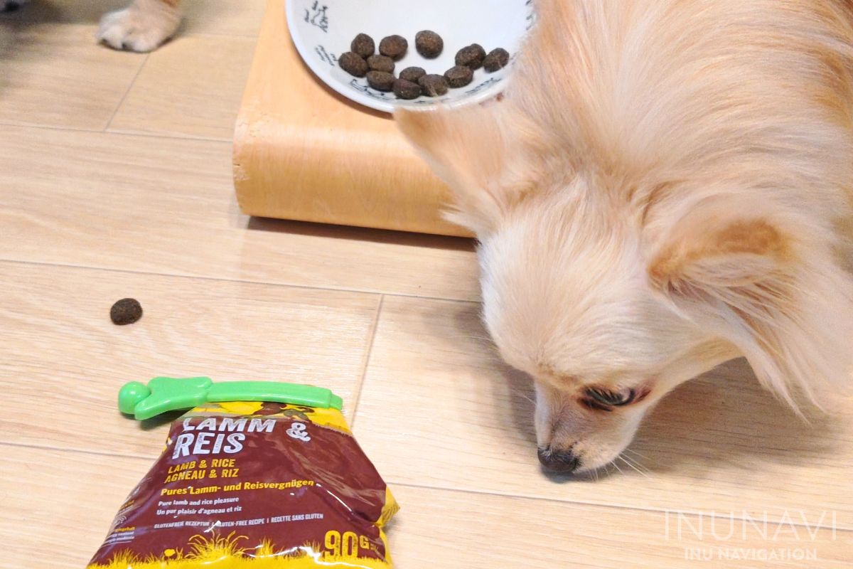 ジョセラ　ドッグフード ラム＆ライスを食べる愛犬